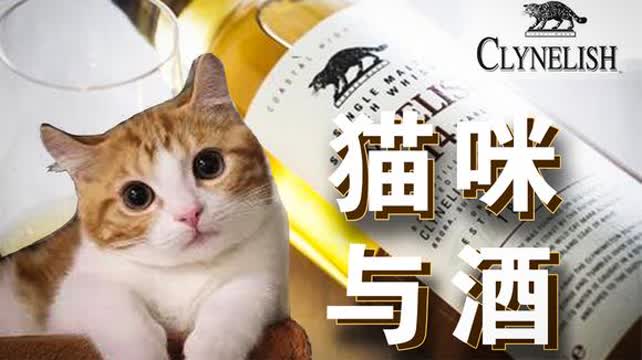 探索猫咪世界，最新奥秘与魅力破解揭秘