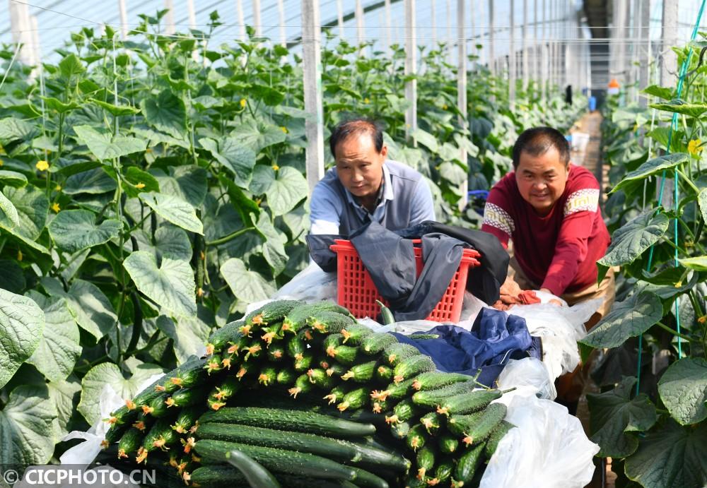 夏邑黄瓜最新行情分析报告