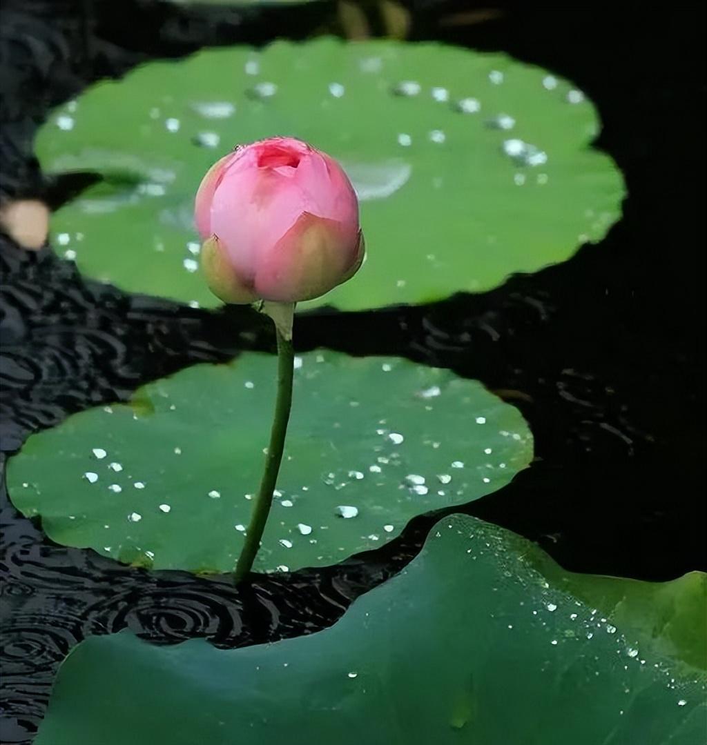 婚礼片尾下载，美好时刻的永恒纪念视频