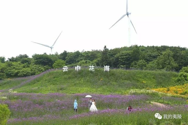 柏家坪镇最新项目，地区发展的强大引擎驱动力