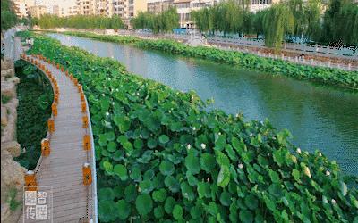 许昌市林业局绿色转型项目，打造生态宜居城市