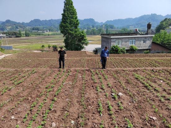 洛龙区农业农村局新项目推动农业现代化，乡村振兴再添动力